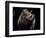 Black Rhinoceros (Rhino), an Endangered Species, Africa-James Gritz-Framed Photographic Print