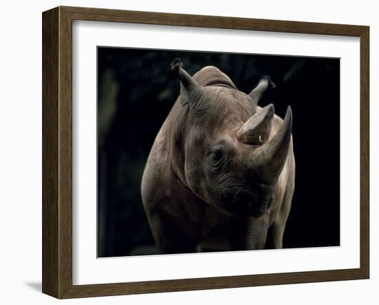 Black Rhinoceros (Rhino), an Endangered Species, Africa-James Gritz-Framed Photographic Print