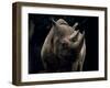 Black Rhinoceros (Rhino), an Endangered Species, Africa-James Gritz-Framed Photographic Print