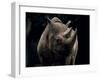 Black Rhinoceros (Rhino), an Endangered Species, Africa-James Gritz-Framed Photographic Print