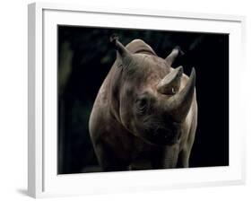 Black Rhinoceros (Rhino), an Endangered Species, Africa-James Gritz-Framed Photographic Print
