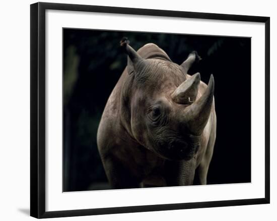 Black Rhinoceros (Rhino), an Endangered Species, Africa-James Gritz-Framed Photographic Print