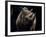 Black Rhinoceros (Rhino), an Endangered Species, Africa-James Gritz-Framed Photographic Print