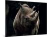 Black Rhinoceros (Rhino), an Endangered Species, Africa-James Gritz-Mounted Photographic Print