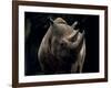 Black Rhinoceros (Rhino), an Endangered Species, Africa-James Gritz-Framed Photographic Print