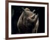 Black Rhinoceros (Rhino), an Endangered Species, Africa-James Gritz-Framed Photographic Print
