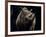 Black Rhinoceros (Rhino), an Endangered Species, Africa-James Gritz-Framed Photographic Print