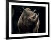 Black Rhinoceros (Rhino), an Endangered Species, Africa-James Gritz-Framed Photographic Print