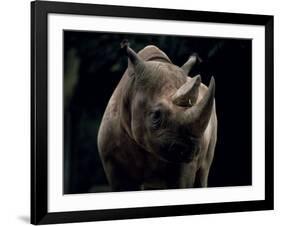 Black Rhinoceros (Rhino), an Endangered Species, Africa-James Gritz-Framed Photographic Print