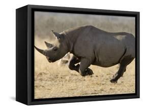 Black Rhinoceros, Running, Namibia-Tony Heald-Framed Stretched Canvas