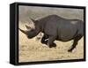 Black Rhinoceros, Running, Namibia-Tony Heald-Framed Stretched Canvas