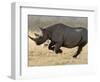 Black Rhinoceros, Running, Namibia-Tony Heald-Framed Premium Photographic Print