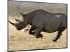 Black Rhinoceros, Running, Namibia-Tony Heald-Mounted Premium Photographic Print