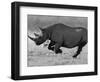 Black Rhinoceros, Running, Namibia-Tony Heald-Framed Premium Photographic Print