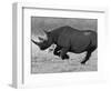 Black Rhinoceros, Running, Namibia-Tony Heald-Framed Premium Photographic Print
