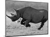 Black Rhinoceros, Running, Namibia-Tony Heald-Mounted Premium Photographic Print