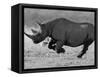 Black Rhinoceros, Running, Namibia-Tony Heald-Framed Stretched Canvas