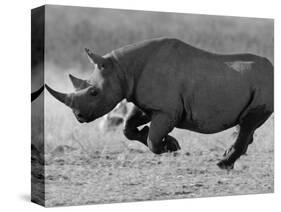 Black Rhinoceros, Running, Namibia-Tony Heald-Stretched Canvas