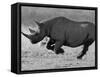 Black Rhinoceros, Running, Namibia-Tony Heald-Framed Stretched Canvas