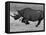 Black Rhinoceros, Running, Namibia-Tony Heald-Framed Stretched Canvas