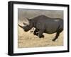 Black Rhinoceros, Running, Namibia-Tony Heald-Framed Photographic Print