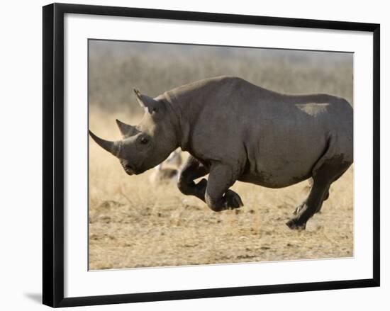 Black Rhinoceros, Running, Namibia-Tony Heald-Framed Photographic Print