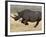 Black Rhinoceros, Running, Namibia-Tony Heald-Framed Photographic Print