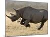 Black Rhinoceros, Running, Namibia-Tony Heald-Mounted Photographic Print