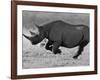 Black Rhinoceros, Running, Namibia-Tony Heald-Framed Photographic Print