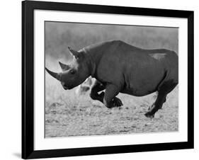 Black Rhinoceros, Running, Namibia-Tony Heald-Framed Photographic Print