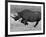 Black Rhinoceros, Running, Namibia-Tony Heald-Framed Photographic Print