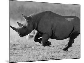 Black Rhinoceros, Running, Namibia-Tony Heald-Mounted Photographic Print