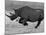 Black Rhinoceros, Running, Namibia-Tony Heald-Mounted Photographic Print