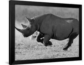 Black Rhinoceros, Running, Namibia-Tony Heald-Framed Photographic Print