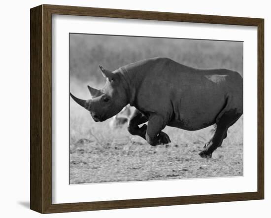 Black Rhinoceros, Running, Namibia-Tony Heald-Framed Photographic Print