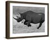 Black Rhinoceros, Running, Namibia-Tony Heald-Framed Photographic Print