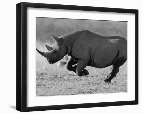 Black Rhinoceros, Running, Namibia-Tony Heald-Framed Photographic Print