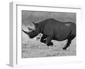 Black Rhinoceros, Running, Namibia-Tony Heald-Framed Photographic Print