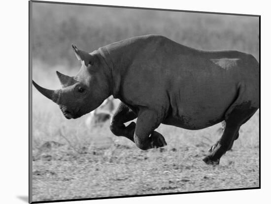 Black Rhinoceros, Running, Namibia-Tony Heald-Mounted Photographic Print