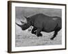 Black Rhinoceros, Running, Namibia-Tony Heald-Framed Photographic Print