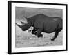 Black Rhinoceros, Running, Namibia-Tony Heald-Framed Photographic Print