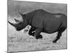 Black Rhinoceros, Running, Namibia-Tony Heald-Mounted Photographic Print