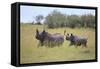 Black Rhinoceros Running on the Savanna-DLILLC-Framed Stretched Canvas