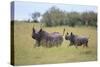 Black Rhinoceros Running on the Savanna-DLILLC-Stretched Canvas