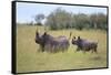 Black Rhinoceros Running on the Savanna-DLILLC-Framed Stretched Canvas