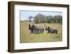 Black Rhinoceros Running on the Savanna-DLILLC-Framed Premium Photographic Print