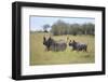 Black Rhinoceros Running on the Savanna-DLILLC-Framed Premium Photographic Print