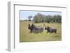 Black Rhinoceros Running on the Savanna-DLILLC-Framed Premium Photographic Print