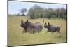 Black Rhinoceros Running on the Savanna-DLILLC-Mounted Premium Photographic Print