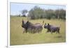 Black Rhinoceros Running on the Savanna-DLILLC-Framed Photographic Print